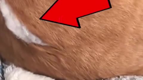 Cotton is popping out of the cat's body! 🐱