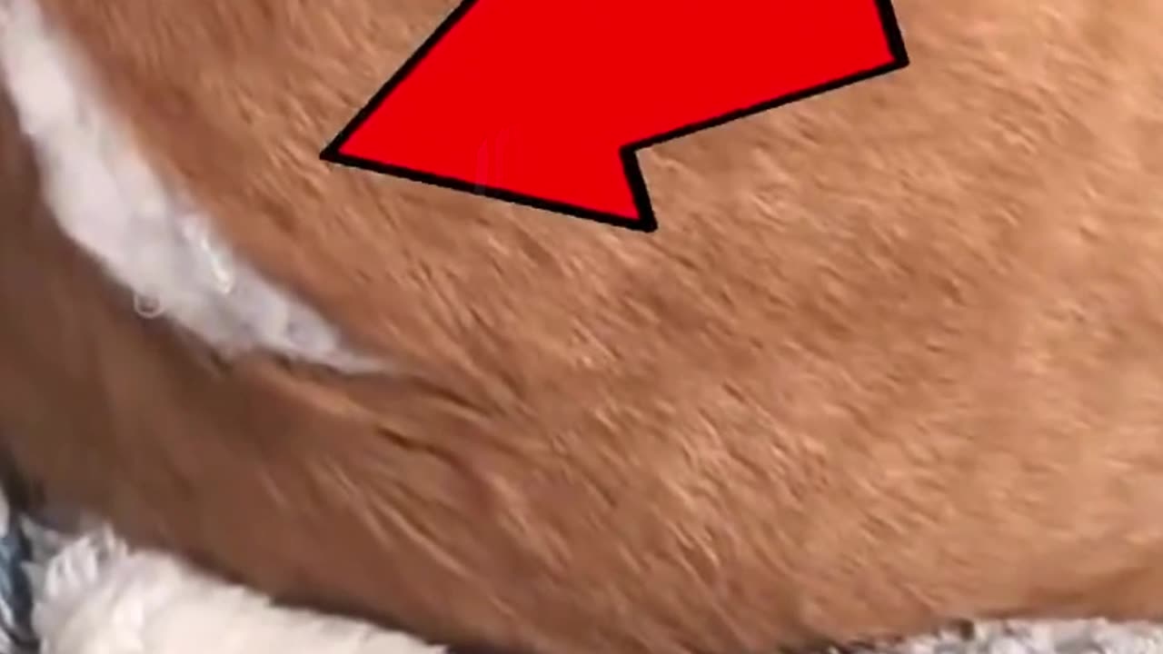 Cotton is popping out of the cat's body! 🐱