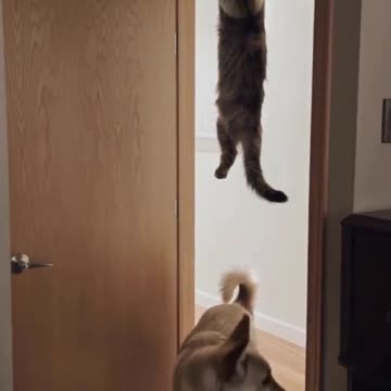 Cat vs dog funny!