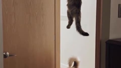 Cat vs dog funny!