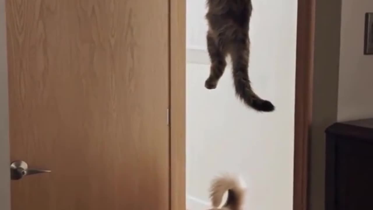 Cat vs dog funny!