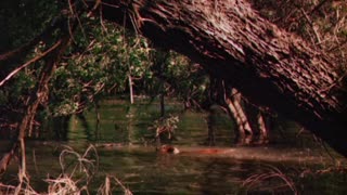 Lassie Come Home (1943) - Full Movie