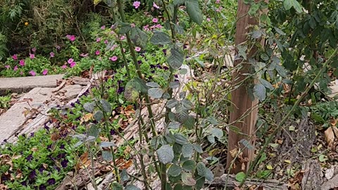 America Climbing Rose ignores 2 hard frosts and pushes out a spectacular Bloom