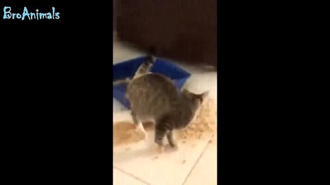 playful kittens
