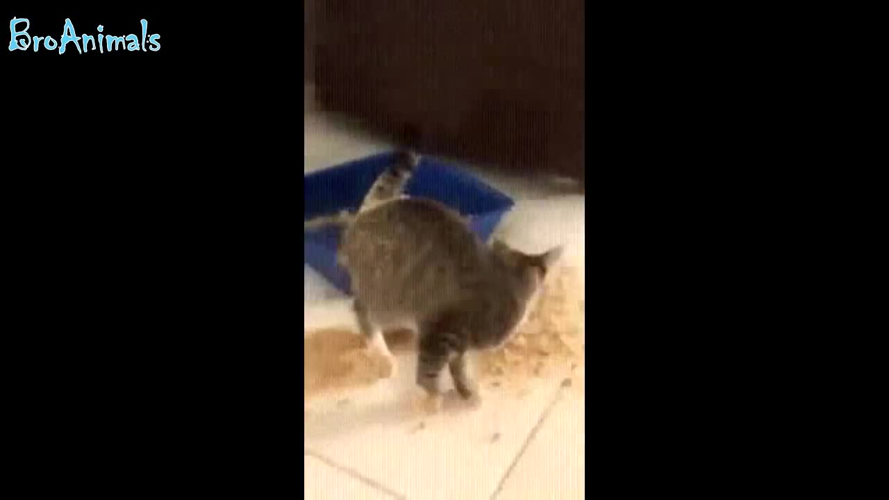 playful kittens