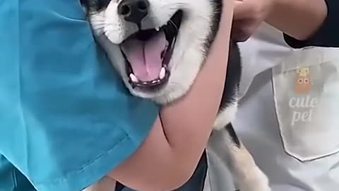 Funny Animals