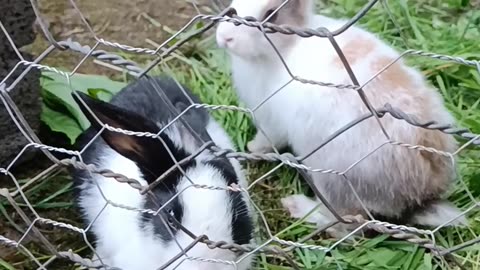 rabbit_fun