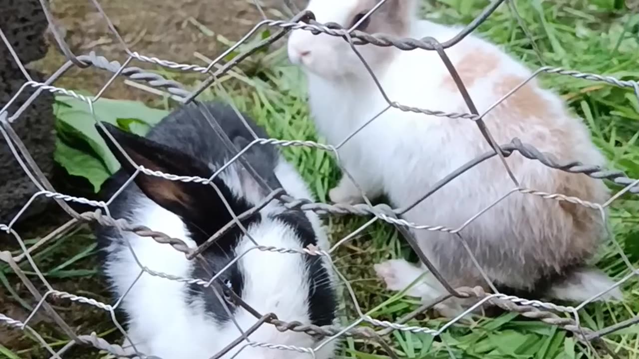 rabbit_fun