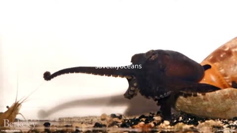 Octopus Vs Shrimp