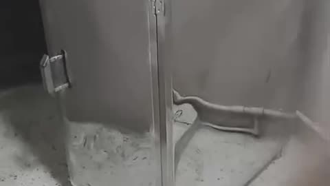 Dryer food