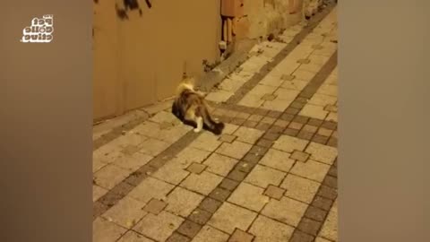 Fluffy Puppies Being Playful #36