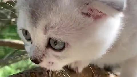 nature and cats unite