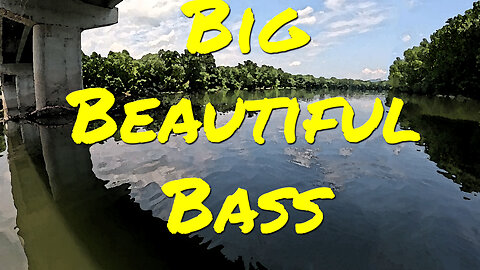 Big Beautiful Bass