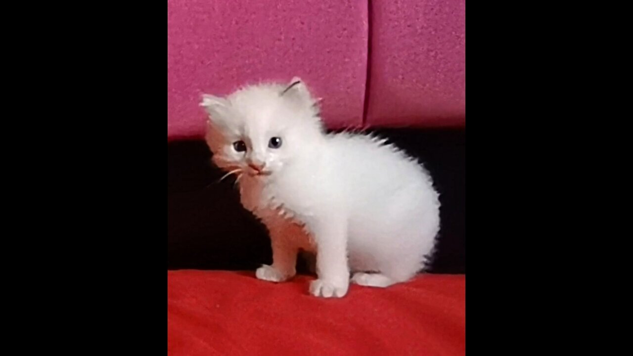 🐈 Kitty Got The Hiccups (3 weeks old)