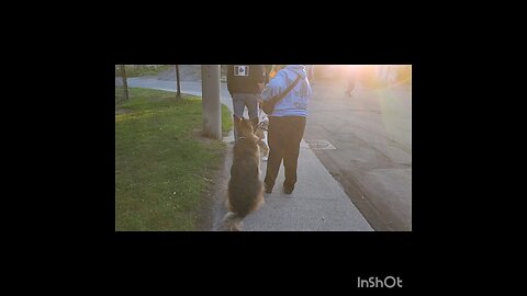 Group Dog Walking & Training