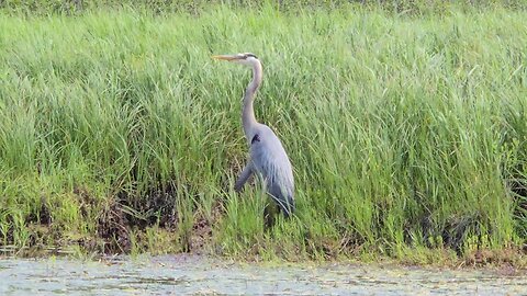 Great blue heron