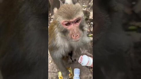Funny monkey #61