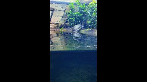 Amazing Turtle on London Zoo