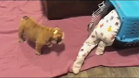 When Pets Plot Against You...😈 #Revenge