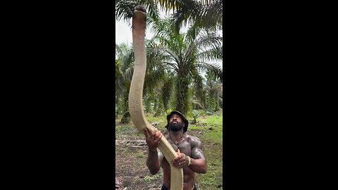 Best caption wins 🐍 In a world full of sheep … Be the King 👑 Sumatran King cobra 🩸