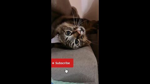 Cat's mindvoice