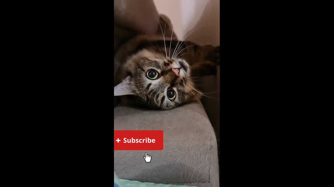 Cat's mindvoice