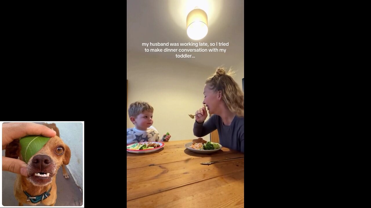 Funny videos compilation 15