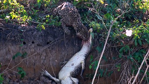 The beauty and mystery of the Pantanal, Brazil's best secret