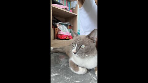 เหมียววันนี้หายไปไหนนะ?!