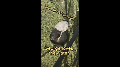 Baby George,the American Mini Pig, loves bath time!