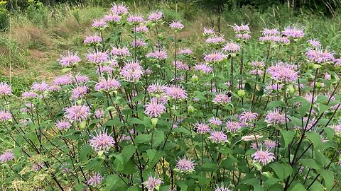 Bees on bee balm