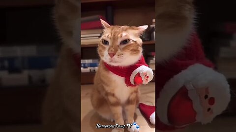 Funny Pet Escapades! 🐾😄