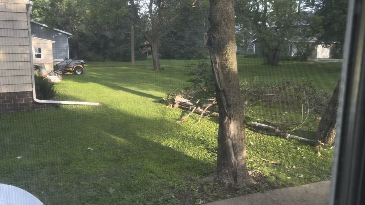 Yard pet having fun.