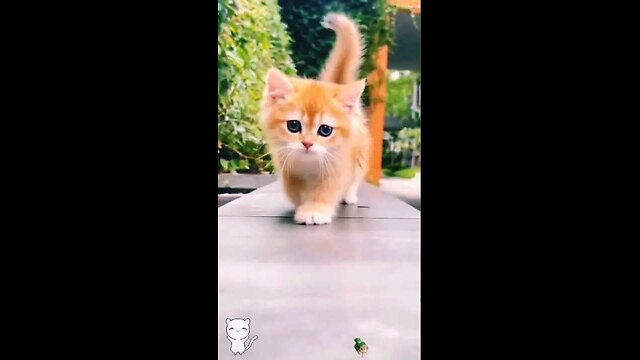 cute baby kitten 🙈😱🤗 #shorts