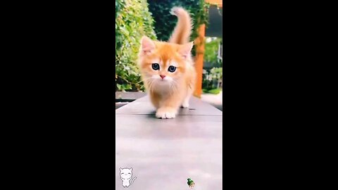 cute baby kitten 🙈😱🤗 #shorts