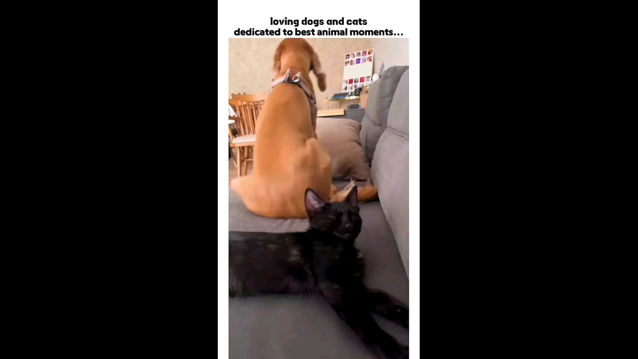 Funny Cats And dogs vedios