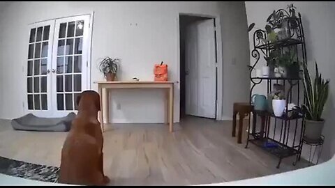 THE CAT RATTED HIM OUT - The Dog Knew He Couldn't Trust that Cat 🤣