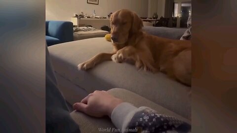 cute puppy funny video