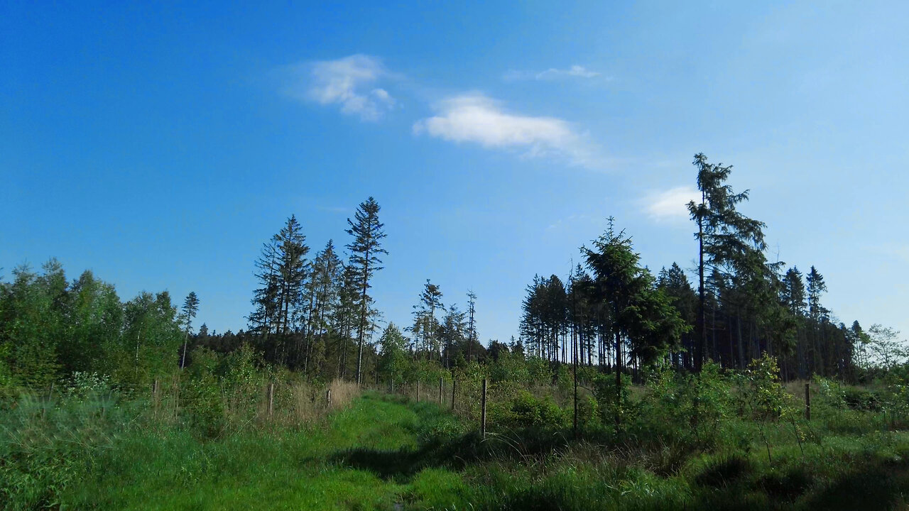 Where Walther von der Vogelwaide was born - ASMR In The Forest