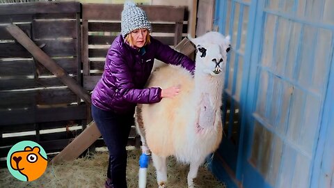 Huge Llama Rules Over Her Kingdom Of Alpacas! | Cuddle Buddies