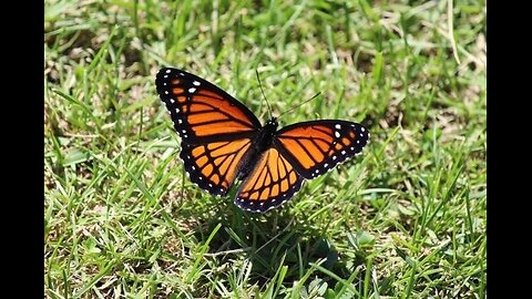 DUOLINGO STUDIARE CON LE RAGAZZE 🗿🐲🔱♥️