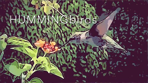 Hummingbirds