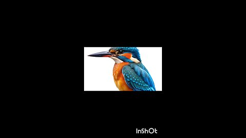 enjoy kingfisher