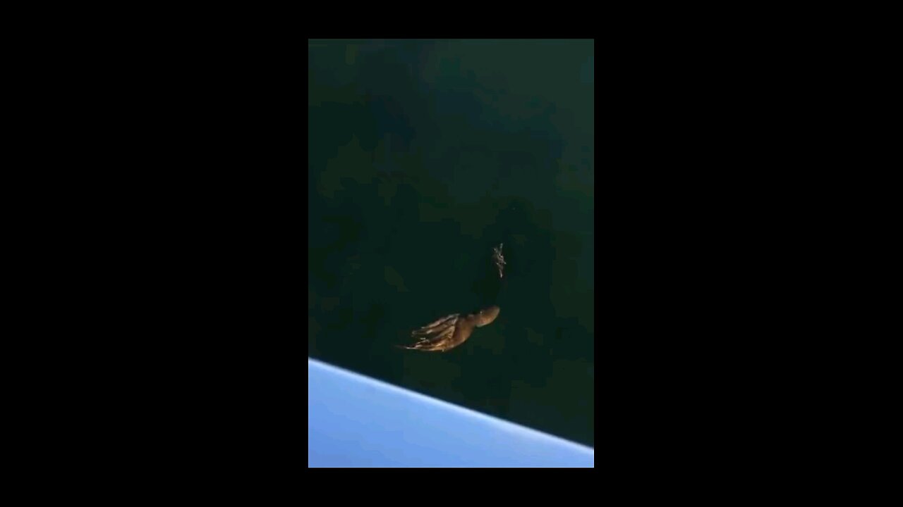 octopus vs crab