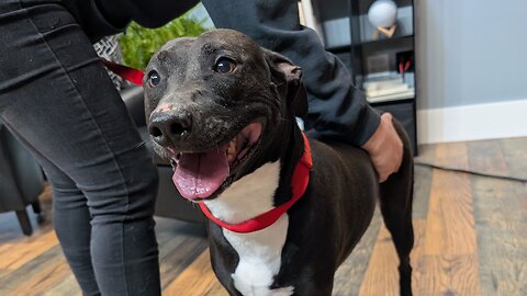 Pet of the Week: Claire at Whiteside County Animal Control