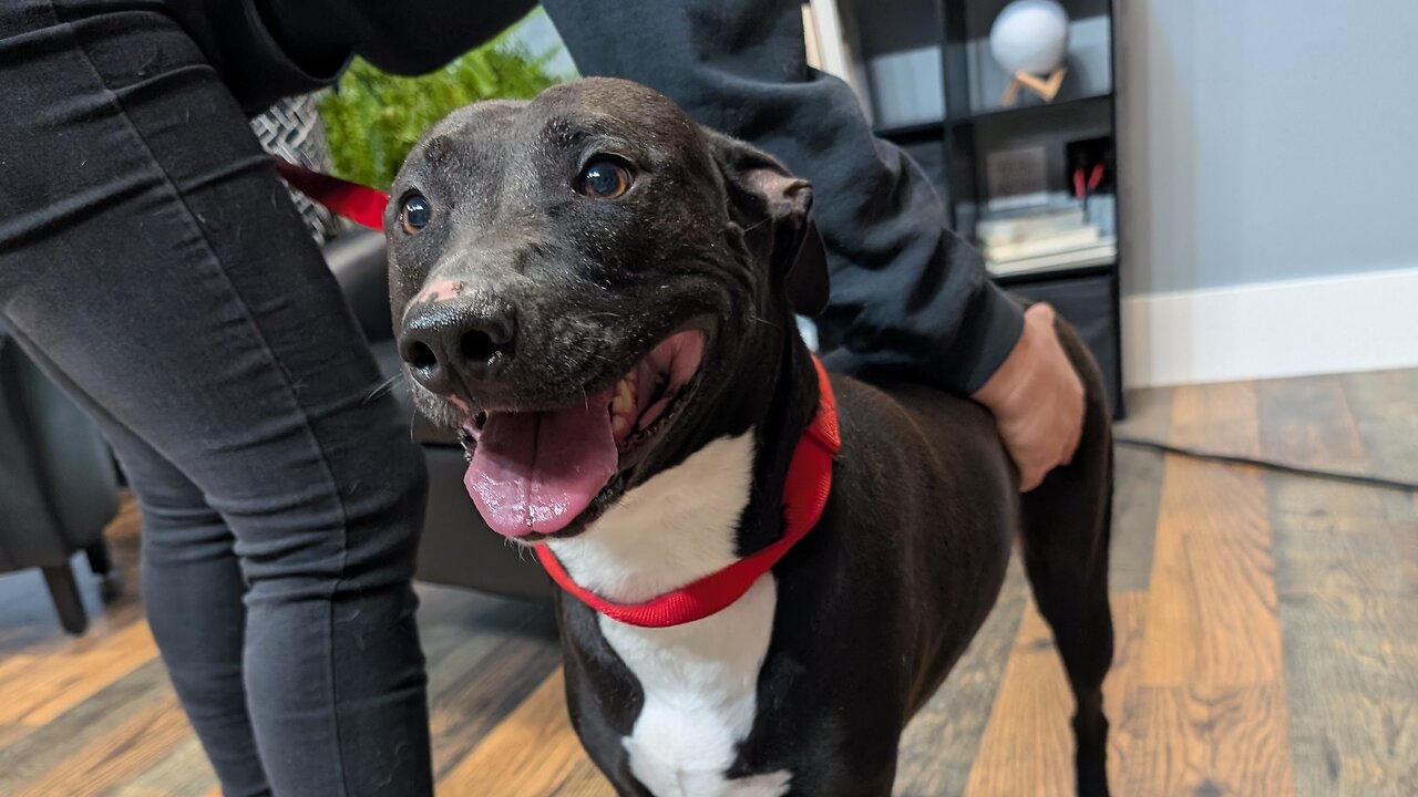 Pet of the Week: Claire at Whiteside County Animal Control