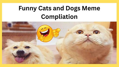 These Pets Will Make Go Away Your Stress...