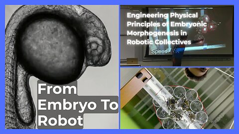From Embryo To Robot! Engineering Physical Principles of Embryonic Morphogenesis in Robotic Collectives