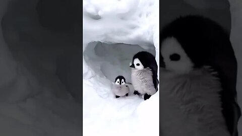 Penguins 🐧🤩🤩
