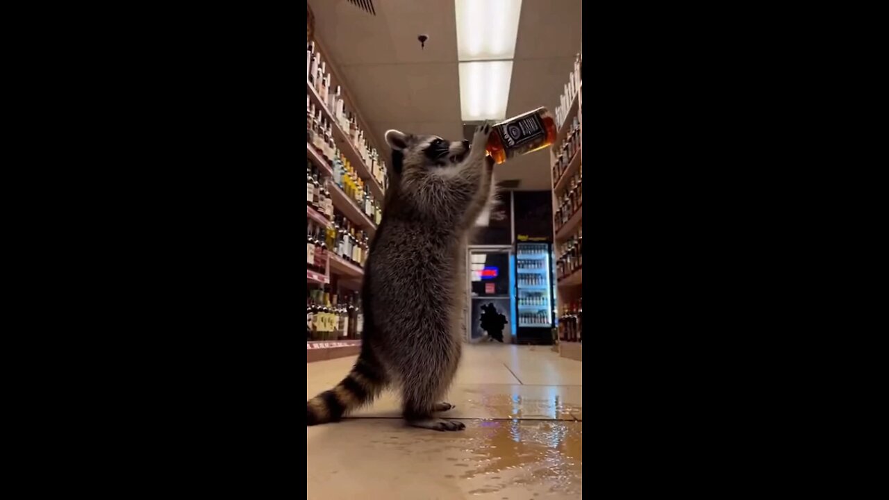 Raccoon breaks into liquor store to get drunk